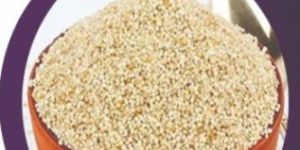 Kutki Millet