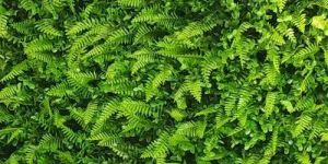 Artificial Green Wall
