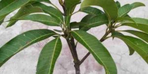 Mango Plants
