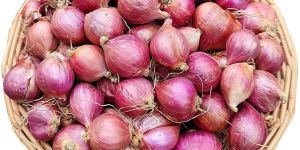 Fresh Shallot Onion