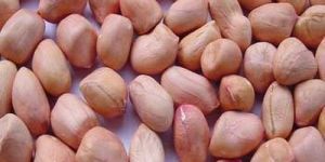 Java Groundnut Seeds