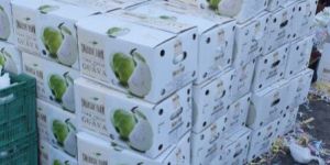 Guava