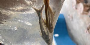 Fish Tank Cleaning Service