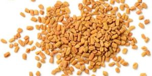 Fenugreek