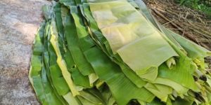 Green Banana Leaf