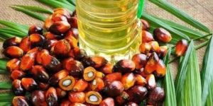 Palm Oil