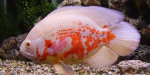 Oscar Fish ALL VARIETY