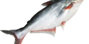 Unity Indian Fish Farming