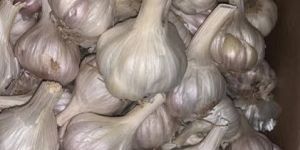 Organic Desi Garlic