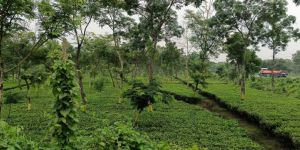 Garden Fresh Tea