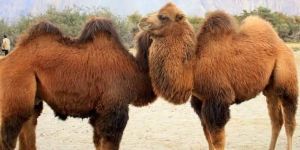 Tour and Travel Agent