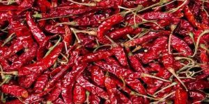 Red Chilli