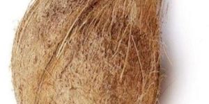 Semi Husked Coconuts