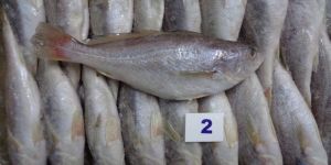 Frozen Croaker Fish
