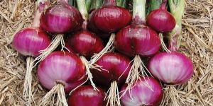 Red Onion