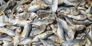 Dry Fish