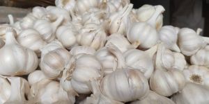 Fresh Quality Garlic Top Quality