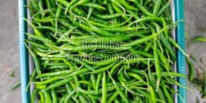 G4 Green Chilli