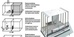 Condition Avoidance Test Apparatus