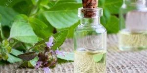 Tulsi Oil (Basil Oil)