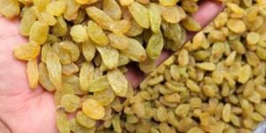Slb 70 Raisins