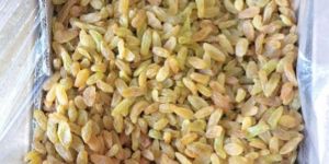 GOLDEN EXPORT QUALITY RAISINS