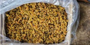 Ssk 244 Long Raisins