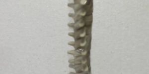 Spine Vertebrae with Pelvis