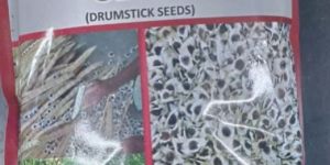 ODC3 Moringa Seeds