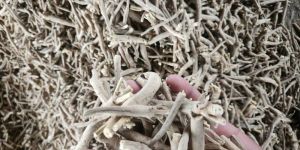 Ashwagandha Roots