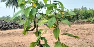 Tecoma Stans Flowering Plant