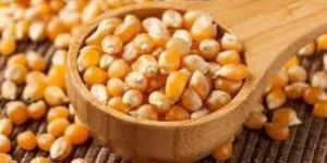 Popcorn Maize