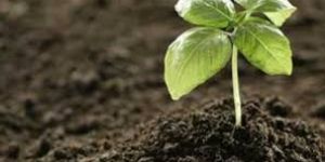 Non Microbial Biofertilizer