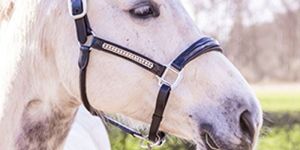 Black Leather Halter