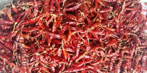Dry Red Chilli