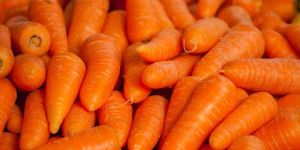 Carrot