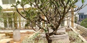 Roof Garden Drainage Cell