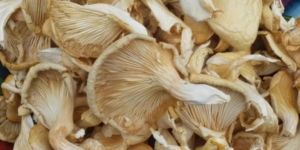 Dry Oyster Mushroom