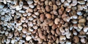 Cashew Nuts