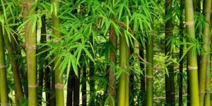 Balcooa Bamboo Plant