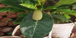 Grafted Jackfruit Plant