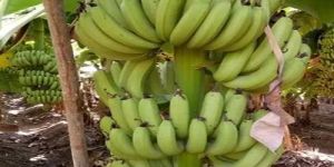 Grand Nain Banana Plant