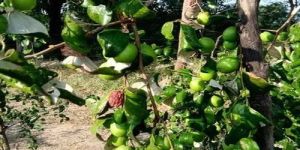 Green Apple Ber Plant
