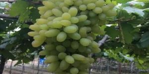Green Grapes Plant