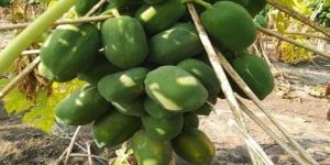 Ice Berry Papaya Plant