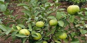 Lalit Guava Plant