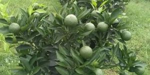 Mosambi Fruit Plant