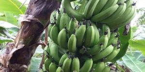 Nendran Banana Plant