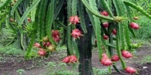 Red Dragon Fruit Plant
