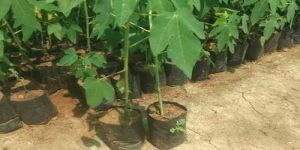 Red Lady 786 Papaya Plant